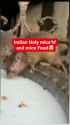 indian rat god_thumb.jpg