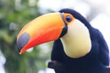 toucan-1197728311-bde9878a97944214ba0820a84127ab0e