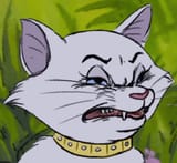 cat disgust
