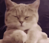 catvibe