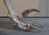 the-foot-of-harvards-deinonychus-antirrhopus-specimen-which-v0-rrwhf2apo7nb1