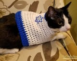 israeli cat