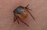 tick