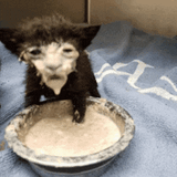 milk-cat-cat[1]