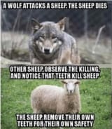 A Wolf Attacks A Sheep Dies Other Observe Killing Notice Teeth Kill Remove Own For Their Safety Gun Control Meme Firearms 2A 2nd Amendment