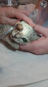images(20)