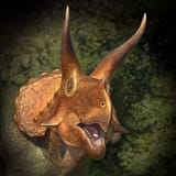 Low-Res_Tricerabops_horridus-small.jpg