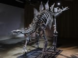 apex-stegosaurus-1600-1200_full_990