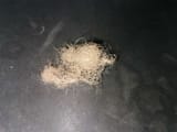 Aryan Pubic Hair