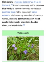trve american violet