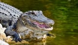 Alert Alligator