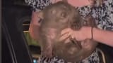 abused wombat