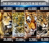 Decline_Of_Big_Cats_50_Years