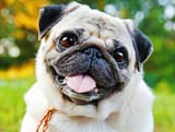 Screenshot 2025-07-01 at 17-12-00 pug dog smile - Google Search