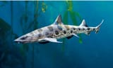 san francisco bay shark