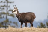 064_Wild_Chamois_Parc_régional_Chasseral_Photo_by_Giles_Laurent