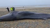 whale