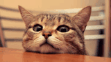 cat-peek