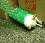 they_see_me_rollin