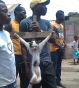 christian niggers cat