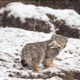 wild cat nom nom