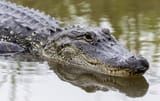 Alligators LOVE niggers
