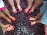 Grape-Stomping