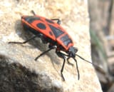 Firebug