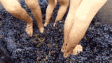 pies-haciendo-vino