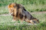 dying_lion