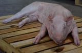 pigskin