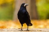 Rook