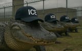 Gator