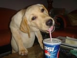 dog slop bepis