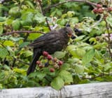 blackbird-eating-blackberry-juvenile-blackbird-eating-blackberry-countryside-101165073