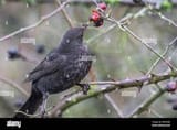 images (56)