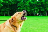 dog-barking