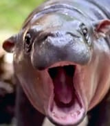 bite