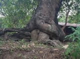 Too_Much_Porn