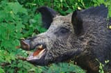 feral-pig
