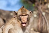 rhesus monkey1