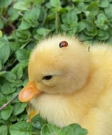 ladybug duck