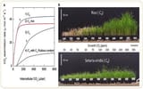c3 plants