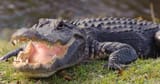 alligator