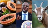Magufuli, goat, fruit, covid tests
