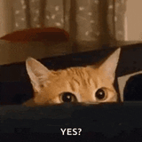 cat-yes