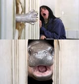 HeeeresMooDeng