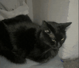 cat-glow