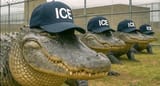 alligator-alcatraz