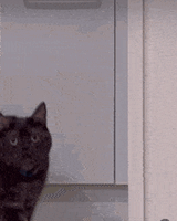 cat-stare2